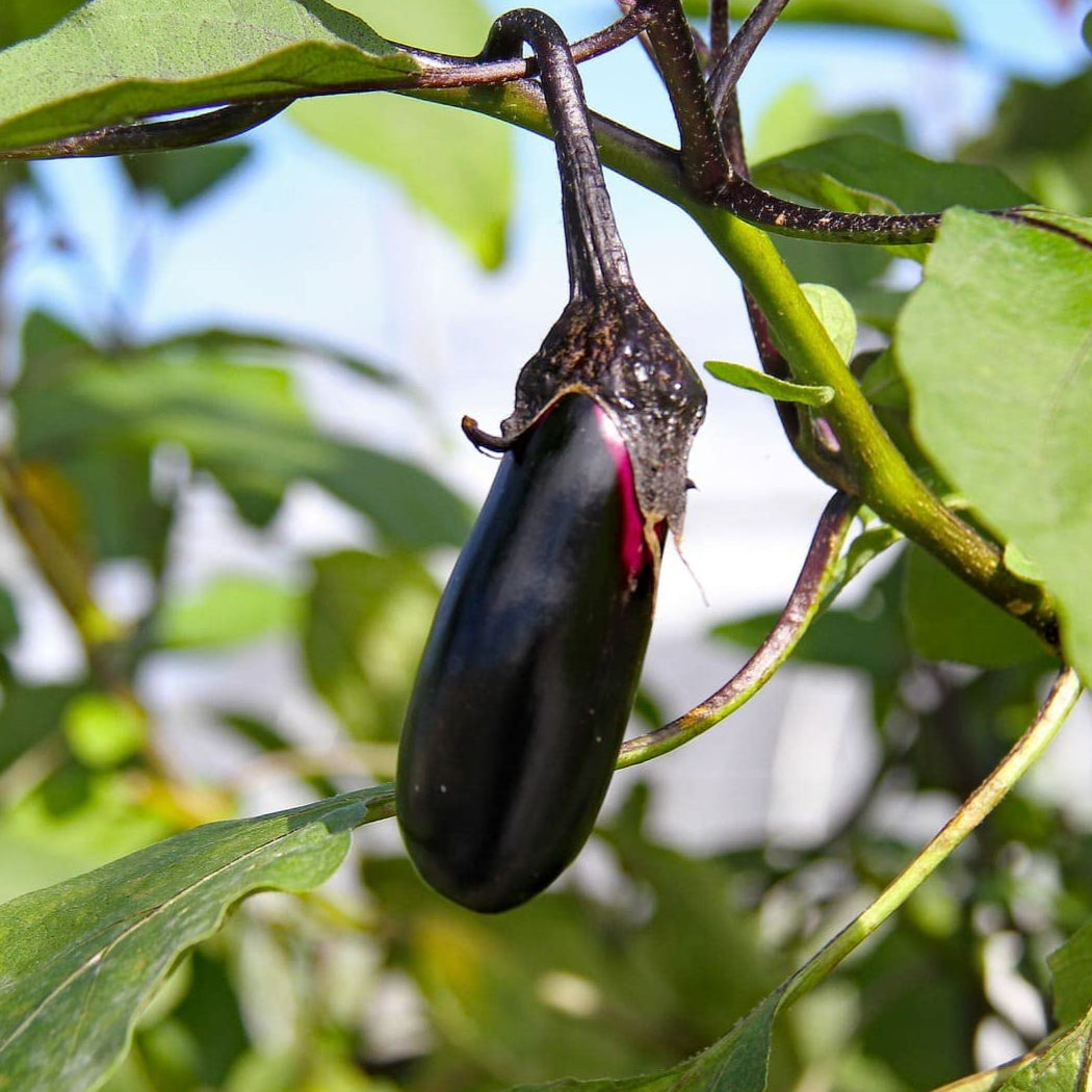 10 Semi di Melanzana Violetta Lunga - Semi Freschi, Alta Germinabilità, No-GMO