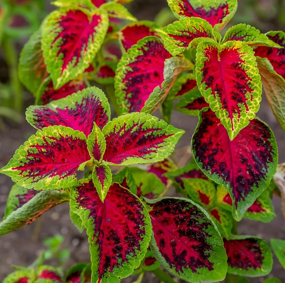 10 Semi di Coleus Arcobaleno - Semi Freschi, Alta Germinabilità, No-GMO