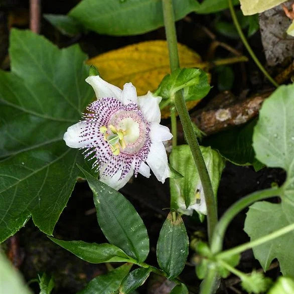 10 Semi di Passiflora Adenopoda - Semi Freschi, Alta Germinabilità, No-GMO