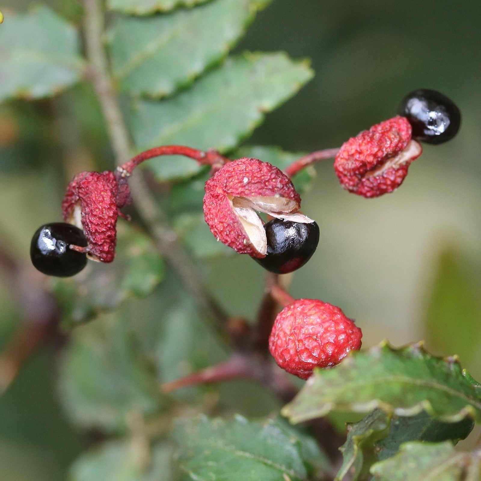 10 Semi di Peperone Giapponese Zanthoxylum Piperitum - Semi Freschi, Alta Germinabilità, No-GMO