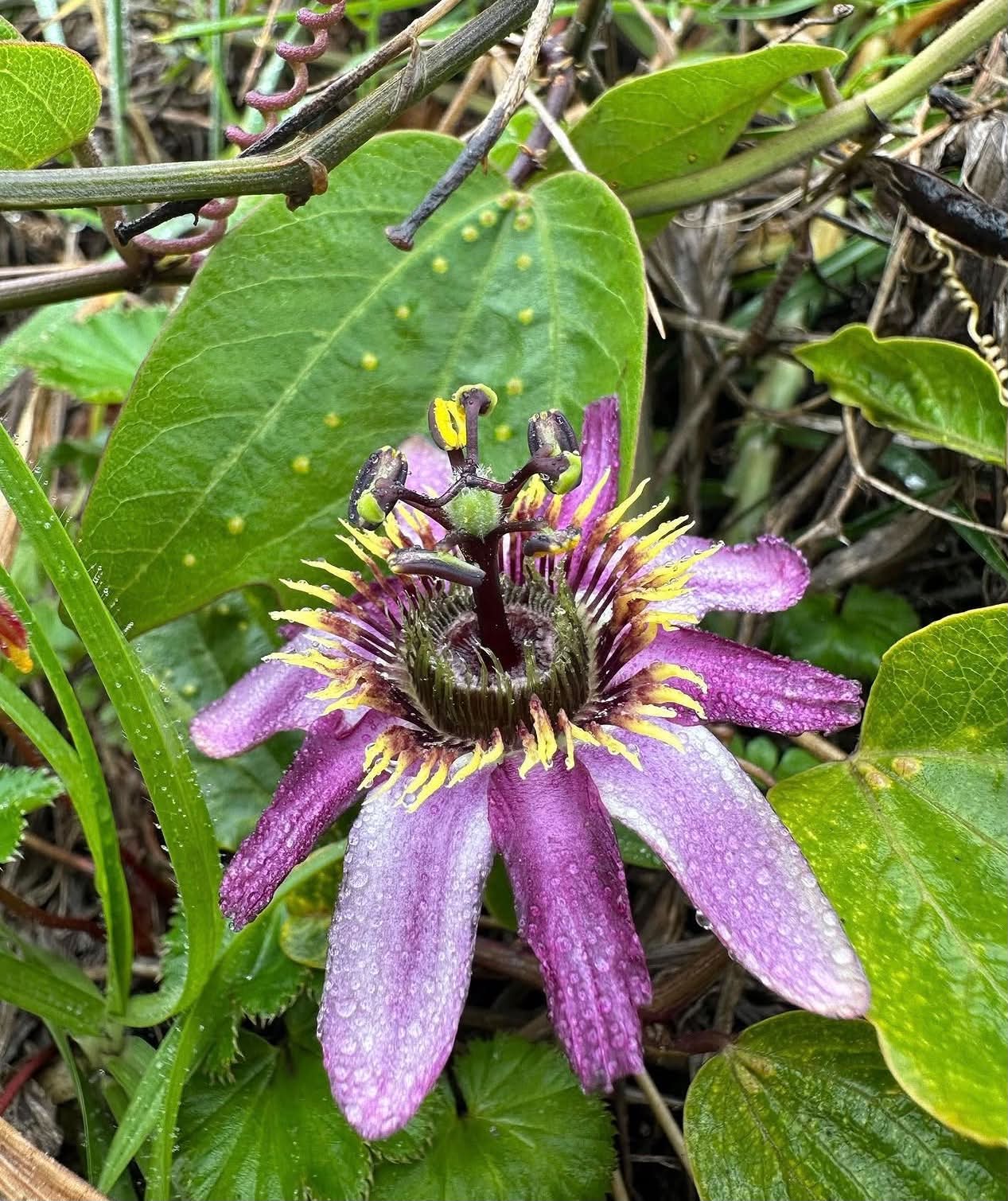 10 Semi di Passiflora Andreana - Semi Freschi, Alta Germinabilità, No-GMO