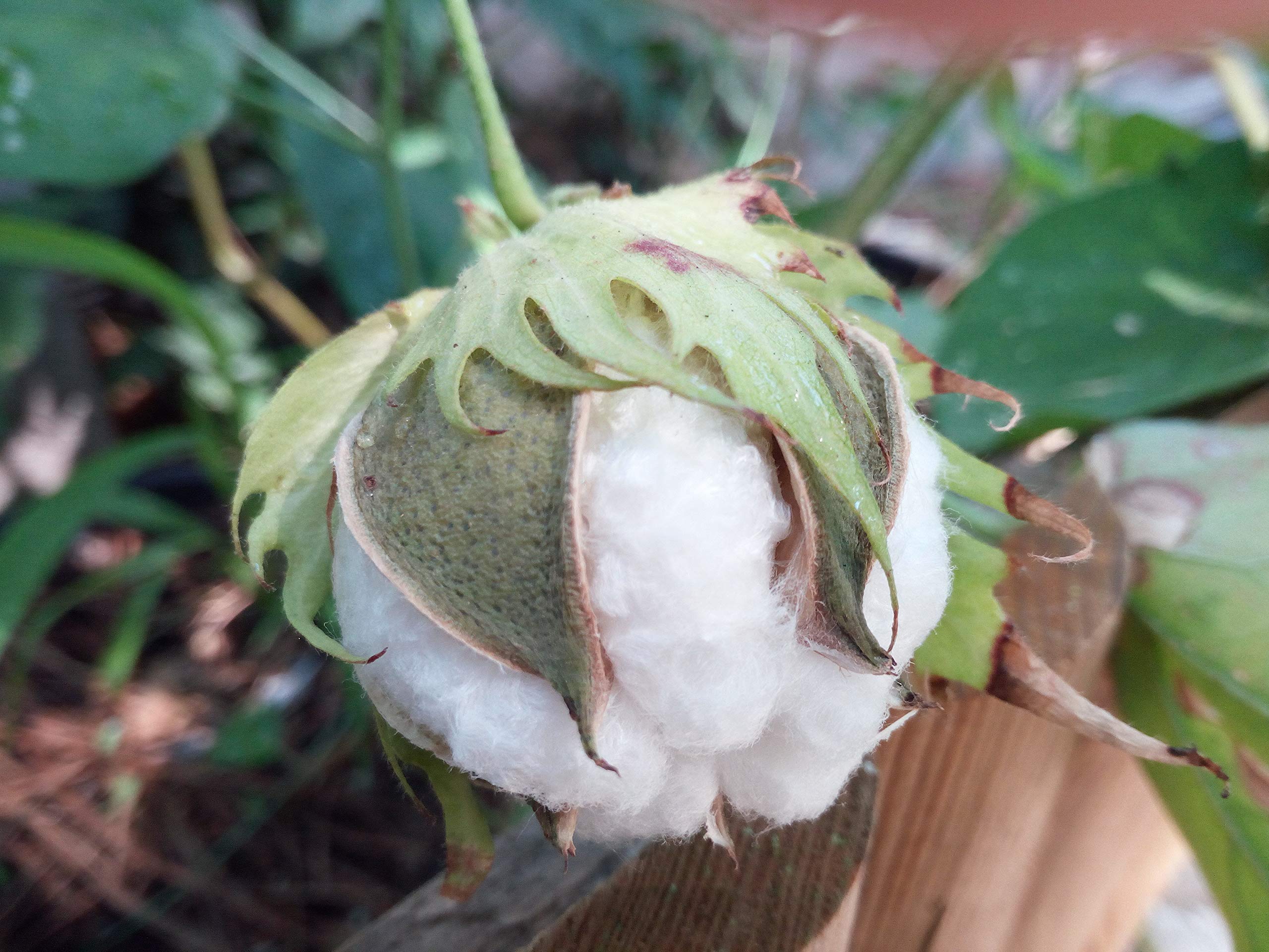10 Semi di Pianta Del Cotone - Semi Freschi, Alta Germinabilità, No-GMO