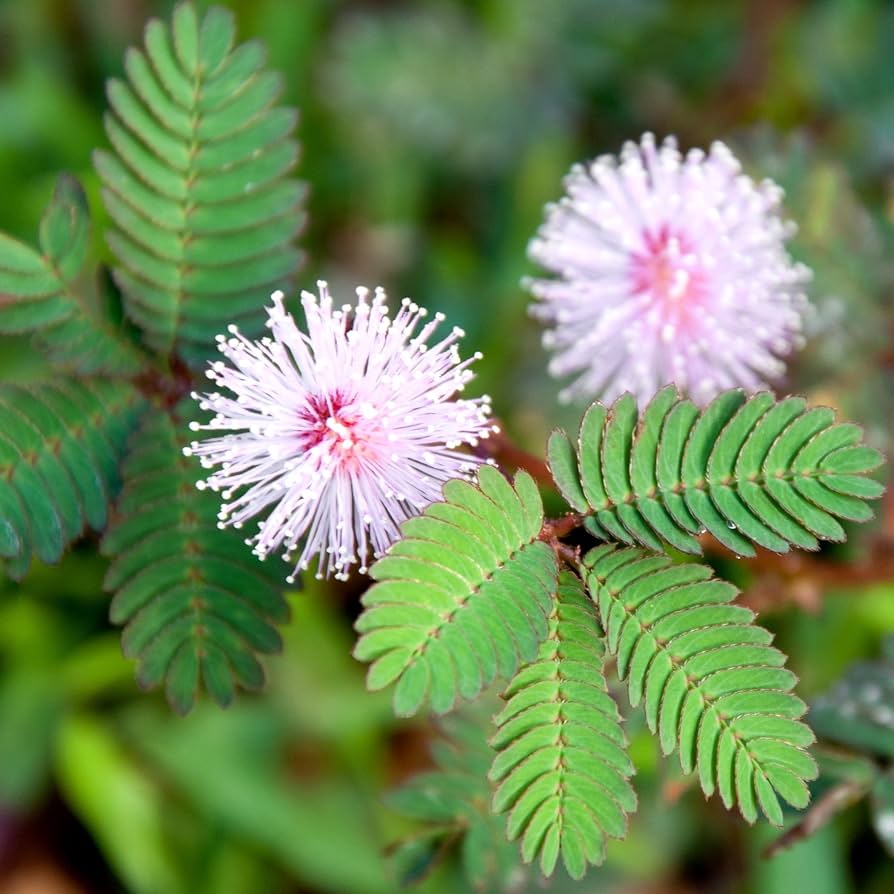 10 Semi di Mimosa Pudica Sensitiva - Semi Freschi, Alta Germinabilità, No-GMO