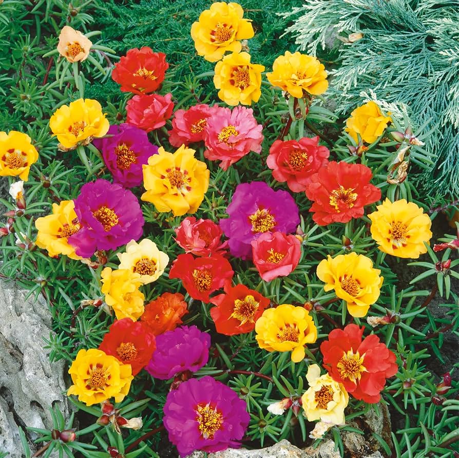 10 Semi di Portulaca Doppia In Mix - Semi Freschi, Alta Germinabilità, No-GMO