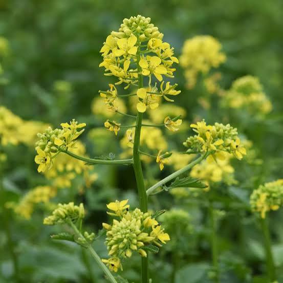 10 Semi di Senape - Semi Freschi, Alta Germinabilità, No-GMO