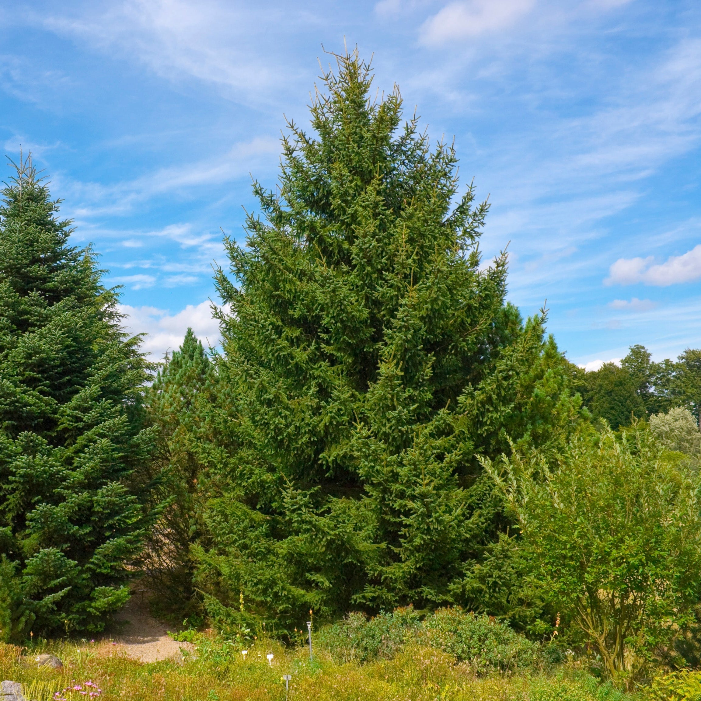 Abies_cephalonica_seeds