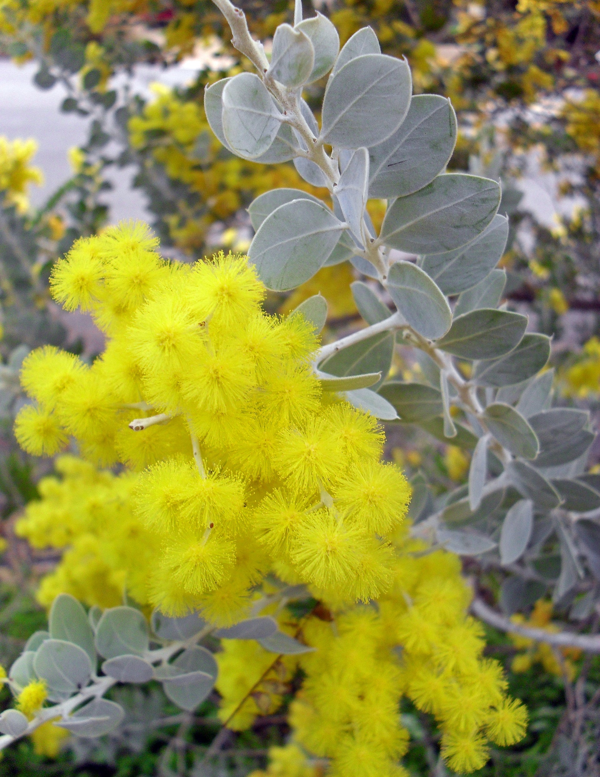 10 Semi di Acacia Podalyriifolia Queensland Silver Wattle - Semi Freschi, Alta Germinabilità, No-GMO