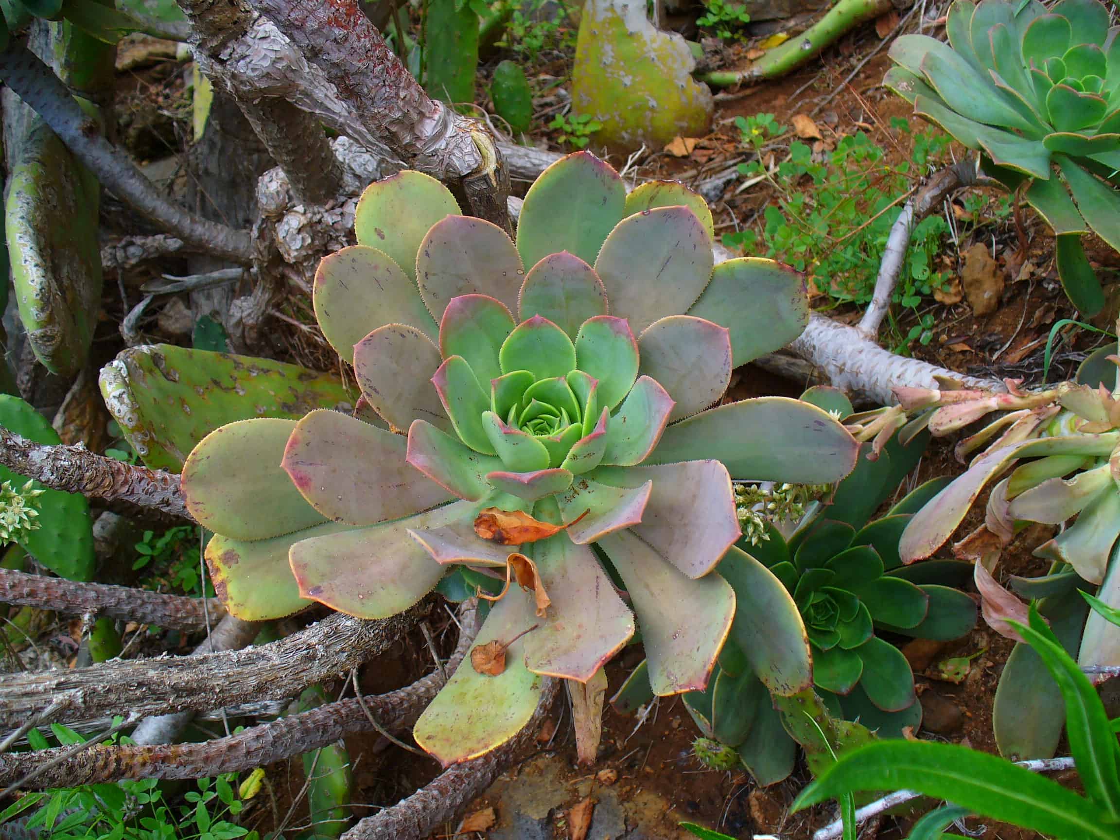 10 Semi di Aeonium Davidbramwellii - Semi Freschi, Alta Germinabilità, No-GMO