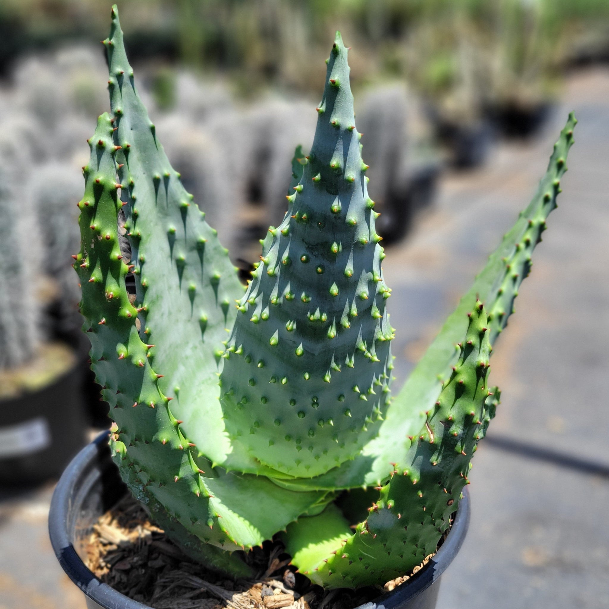 10 Semi di Aloe Marlothii - Semi Freschi, Alta Germinabilità, No-GMO