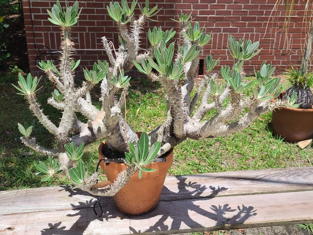 10 Semi di Pachypodium Horombense - Semi Freschi, Alta Germinabilità, No-GMO