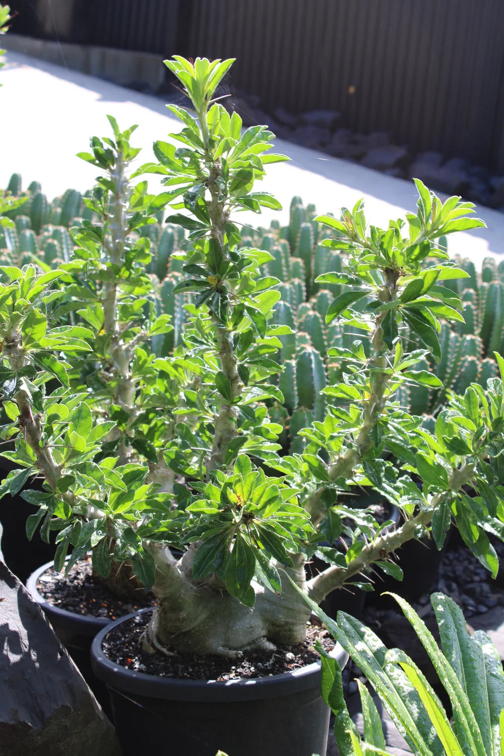 5 Semi di Pachypodium Saundersii - Semi Freschi, Alta Germinabilità, No-GMO