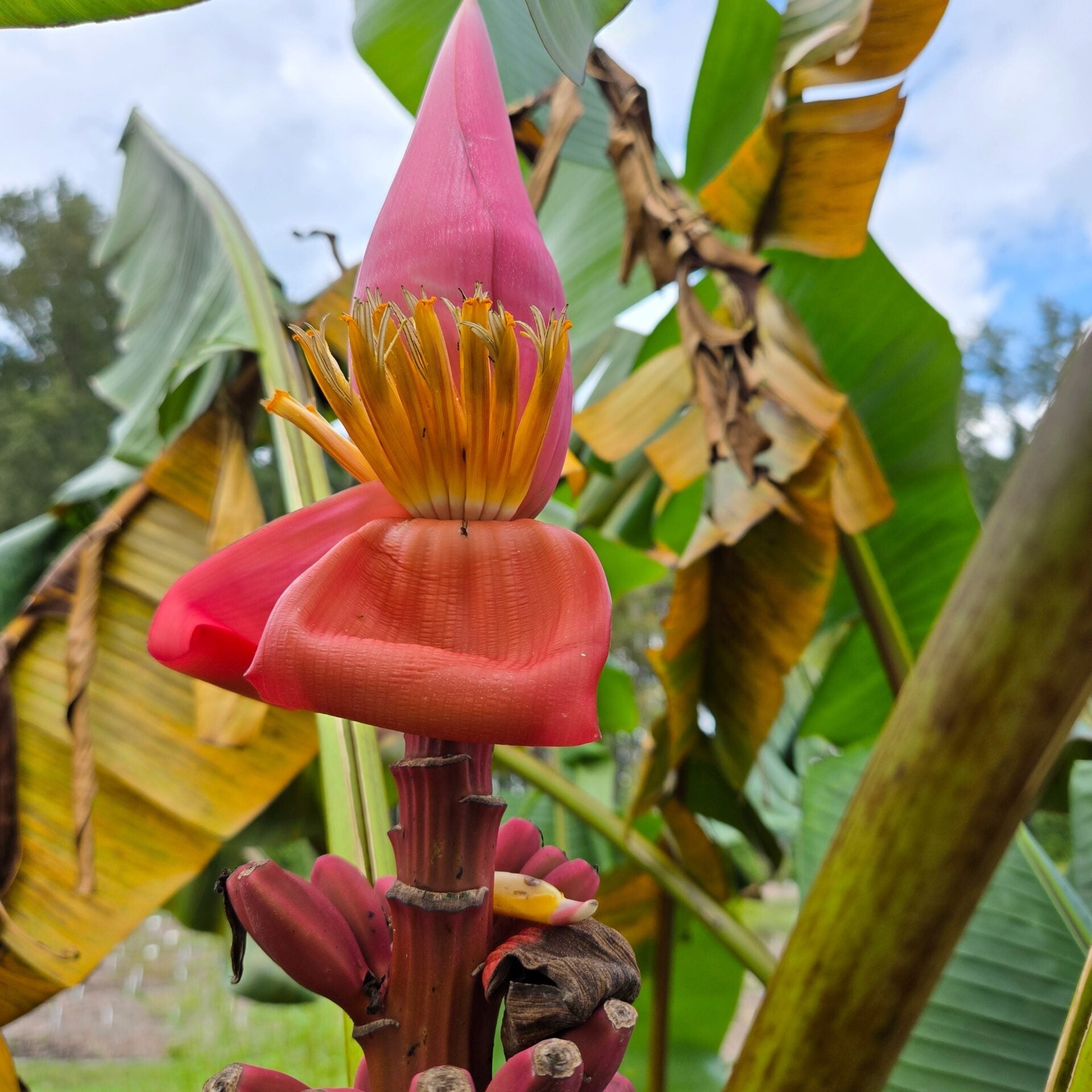 Musa-aurantiaca-seeds