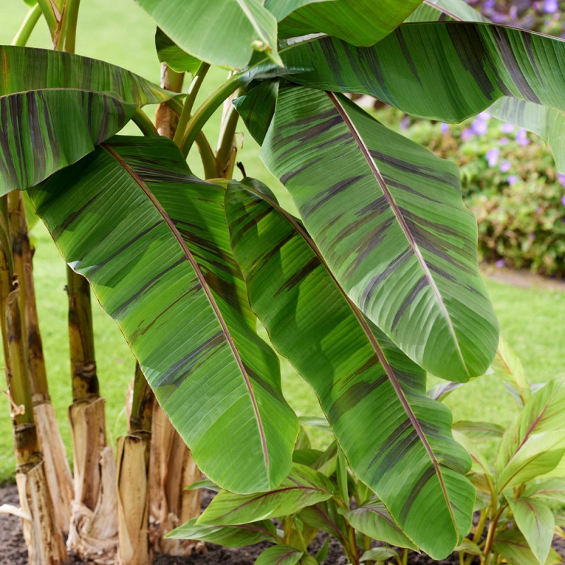 10 Semi di Musa Sikkimensis Banana - Semi Freschi, Alta Germinabilità, No-GMO