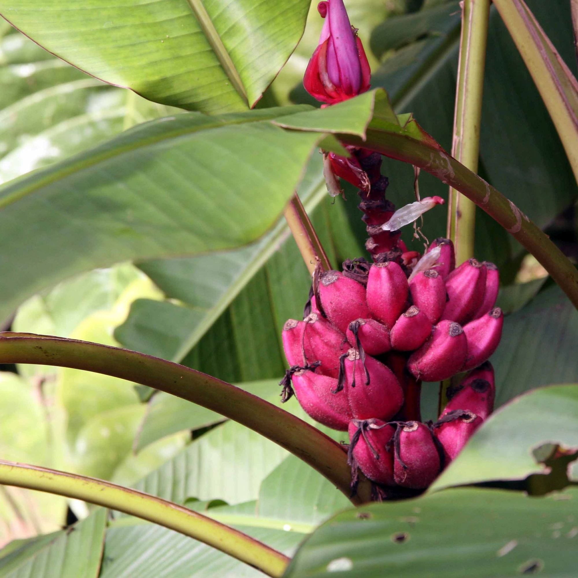 10 Semi di Musa Velutina Banana - Semi Freschi, Alta Germinabilità, No-GMO