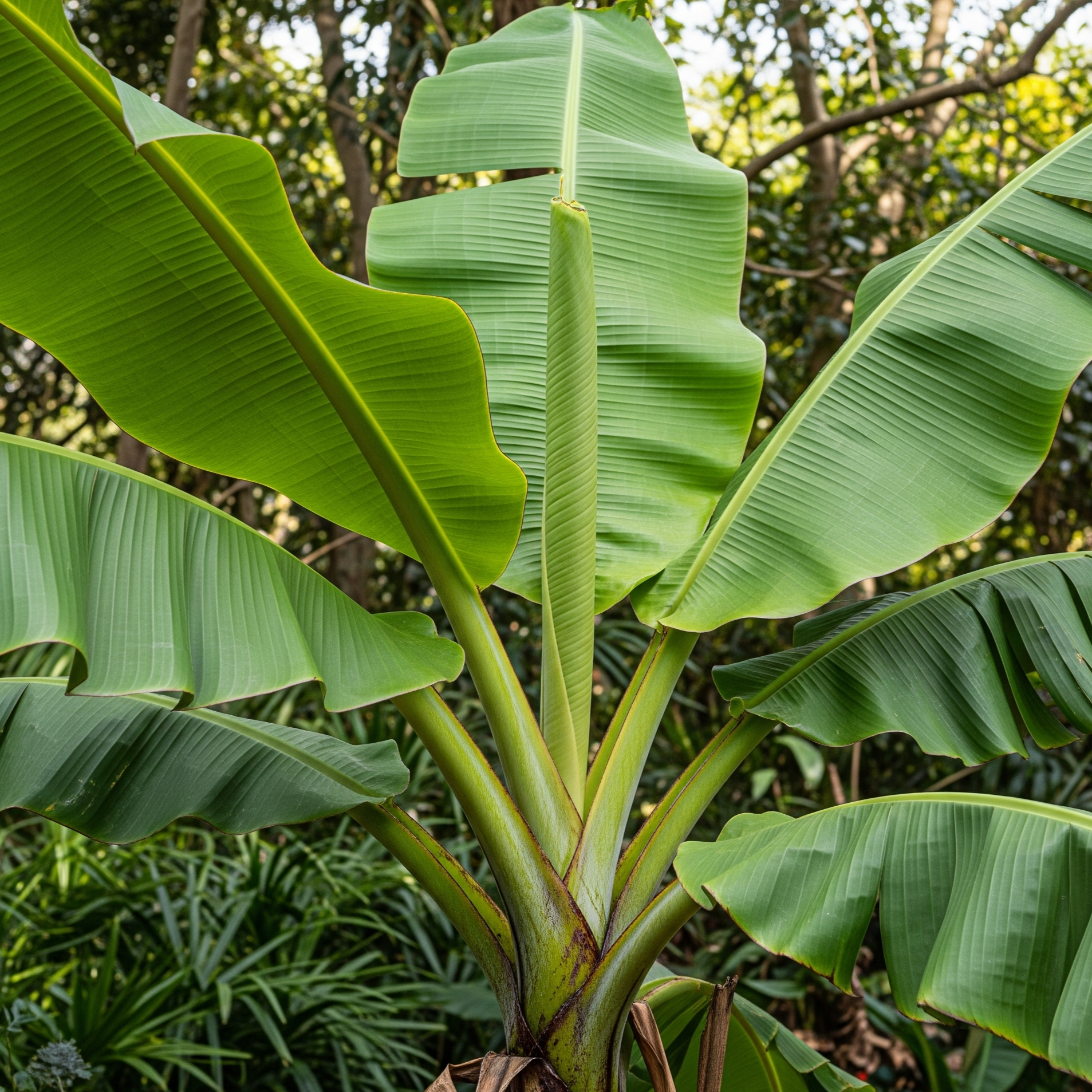 10 Semi di Banano Di Lecongkiet - Semi Freschi, Alta Germinabilità, No-GMO