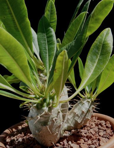 Pachypodium Lamerei Var. Ramosum 