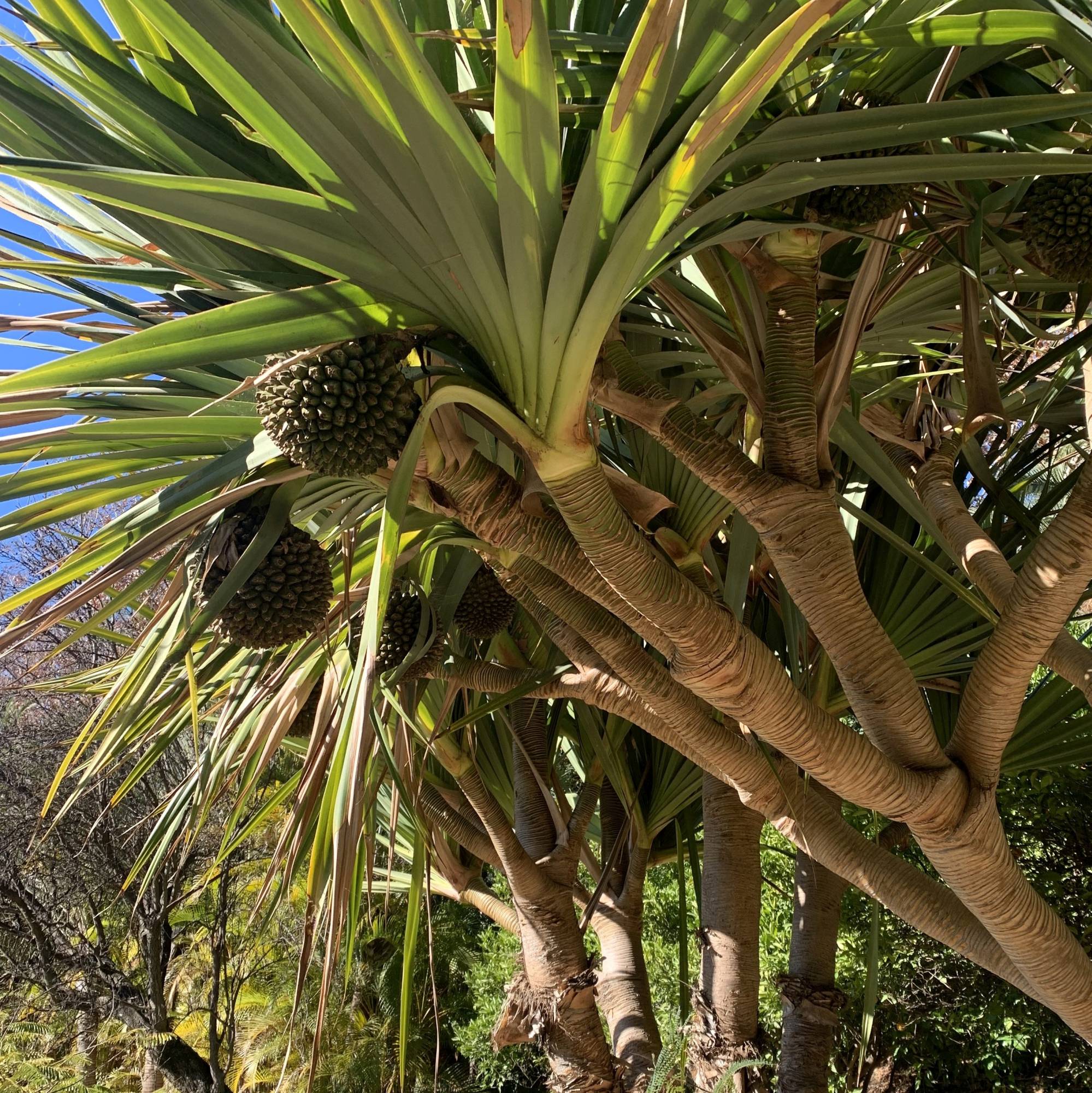 10 Semi di Pandanus Monotheca - Semi Freschi, Alta Germinabilità, No-GMO