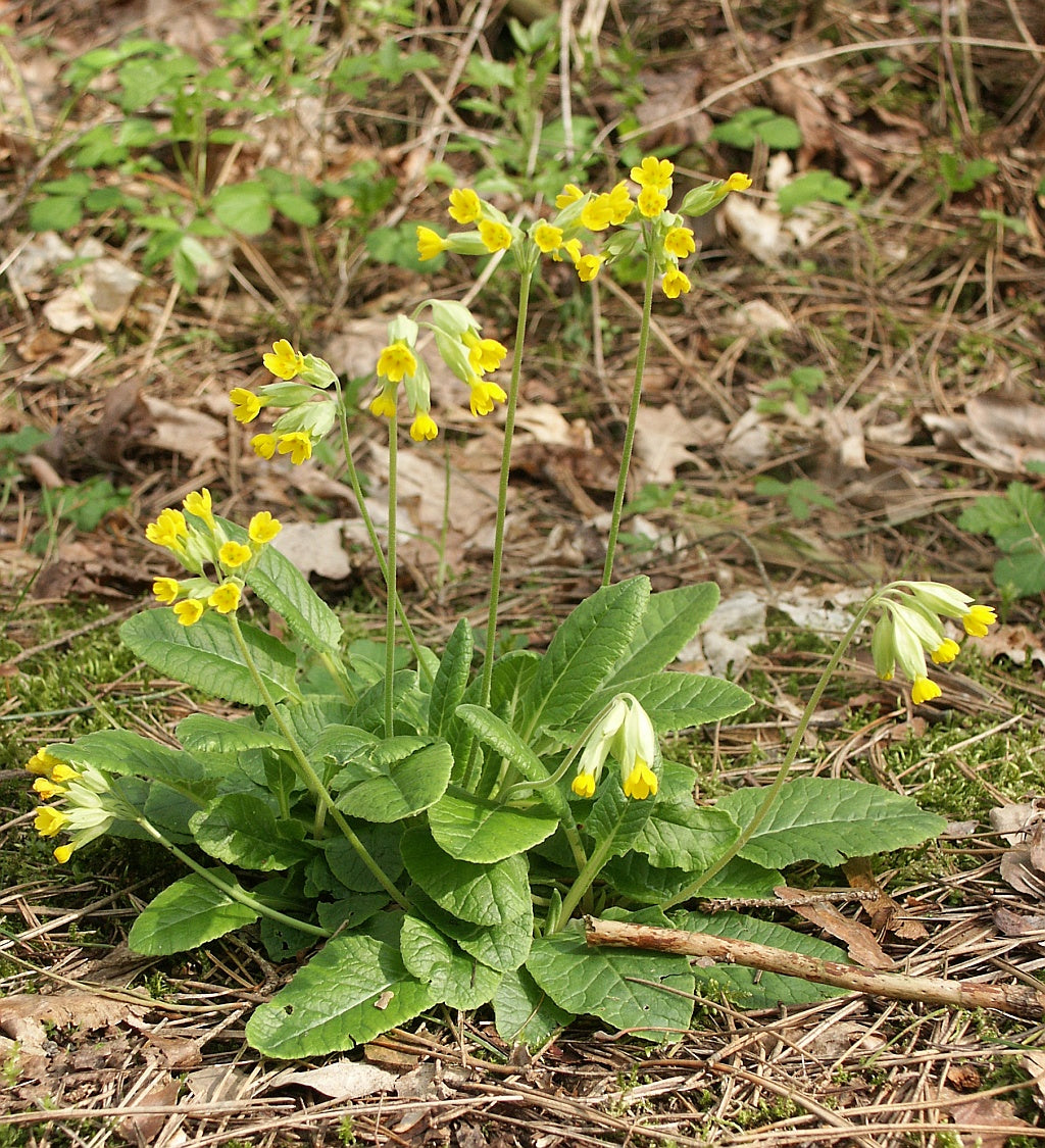 10 Semi di Primula Veris In Mix - Semi Freschi, Alta Germinabilità, No-GMO