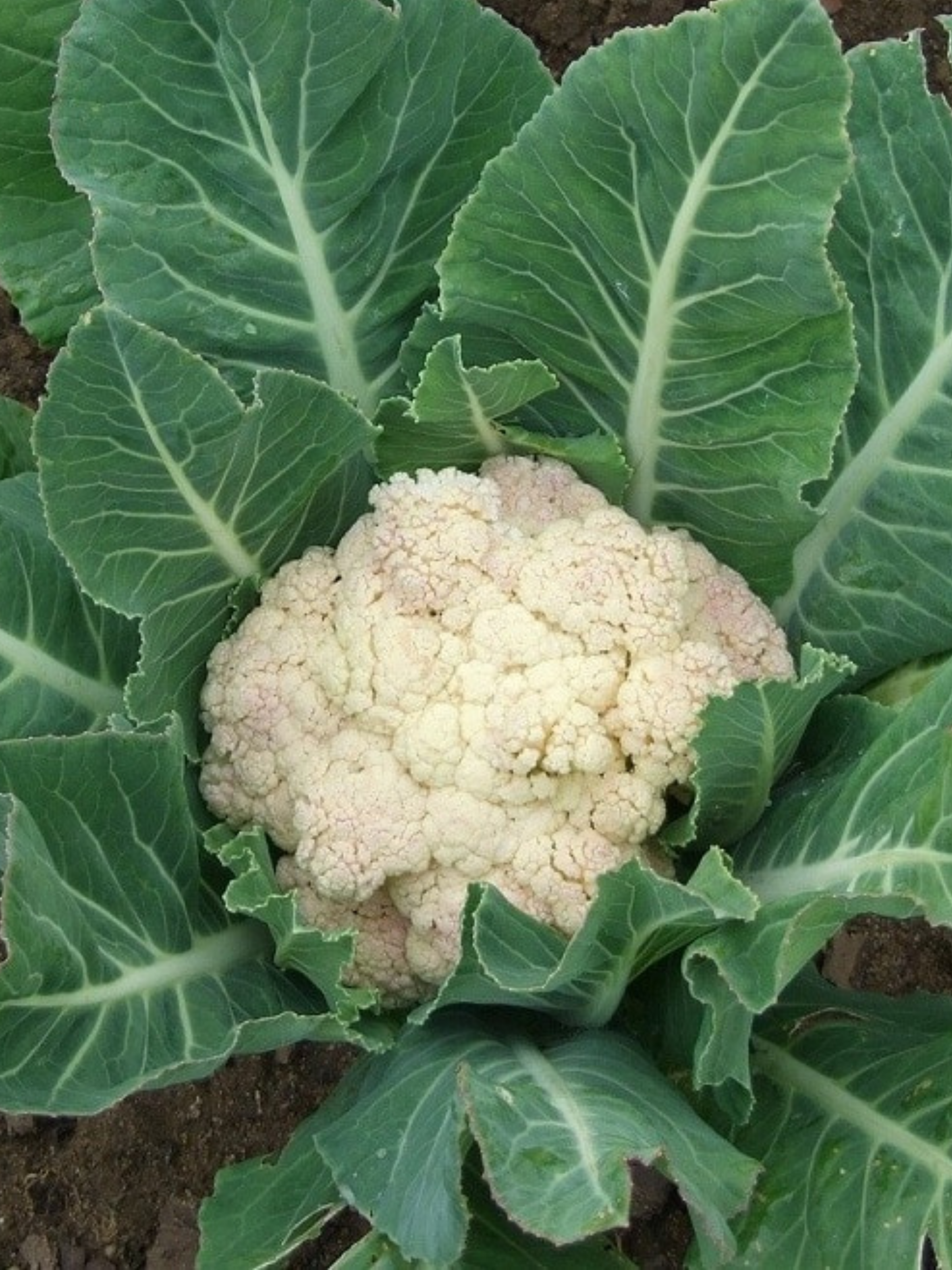 350 Semi di Cavolfiore Di Jesi - Semi Freschi, Alta Germinabilità, No-GMO