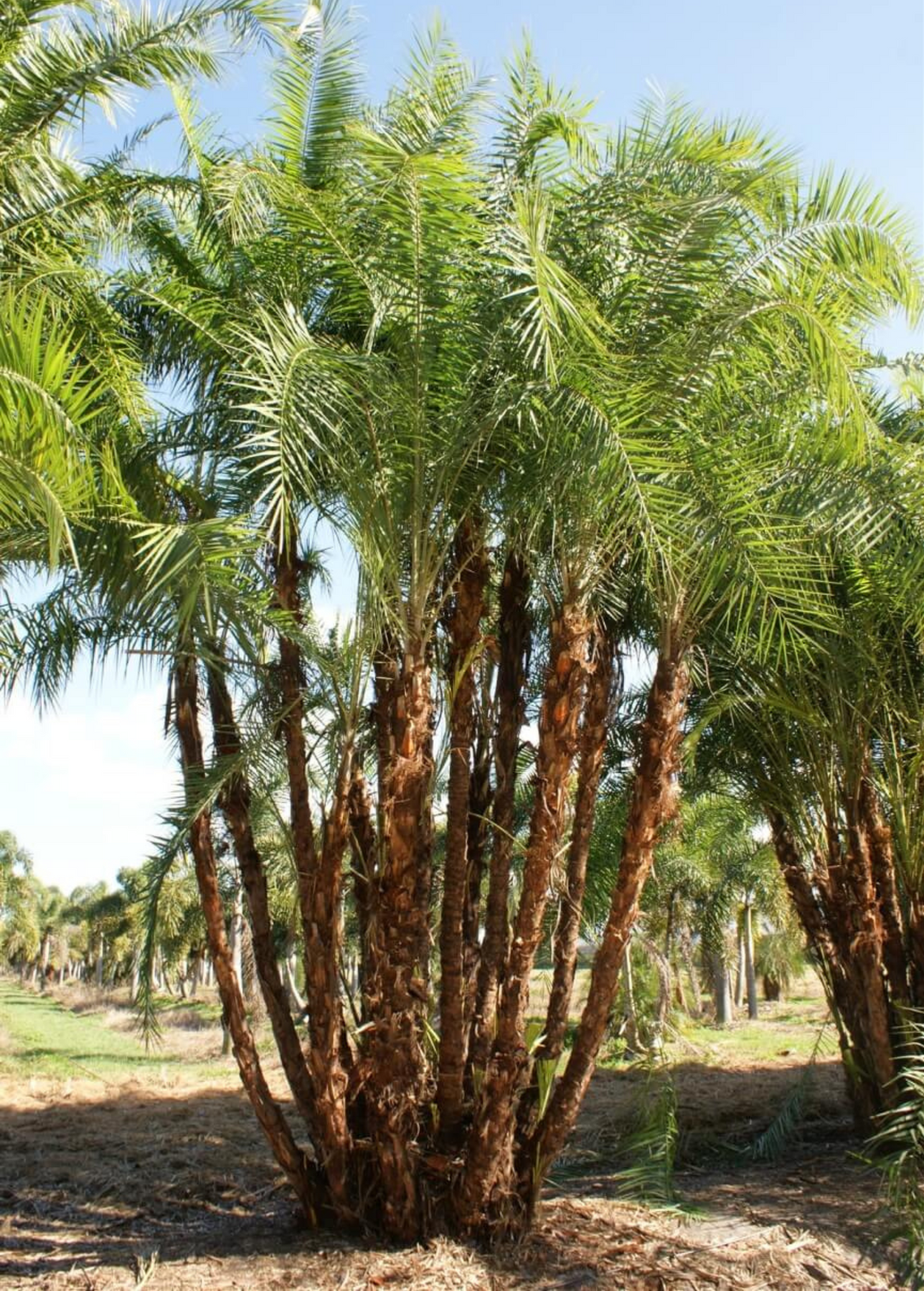 10 Semi di Palma Del Senegal Phoenix Reclinata - Semi Freschi, Alta Germinabilità, No-GMO