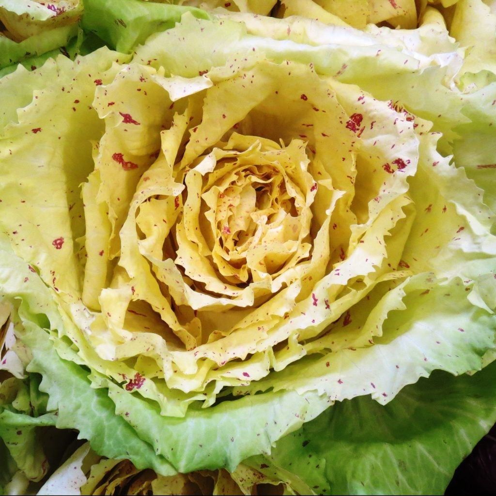 400 Semi di Cicoria Variegata Di Castelfranco – Semi Freschi, Alta Germinabilità, No-GMO