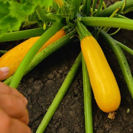 10 Semi di Zucchina Gialla - Semi Freschi, Alta Germinabilità, No-GMO