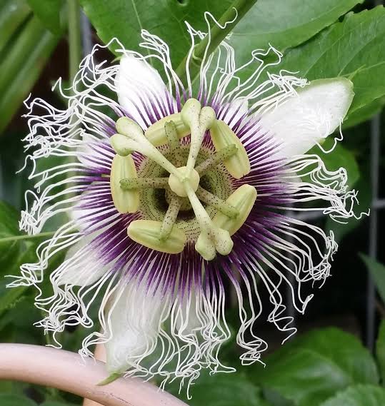 10 Semi di Passiflora Edulis 'red Flamenco' - Semi Freschi, Alta Germinabilità, No-GMO