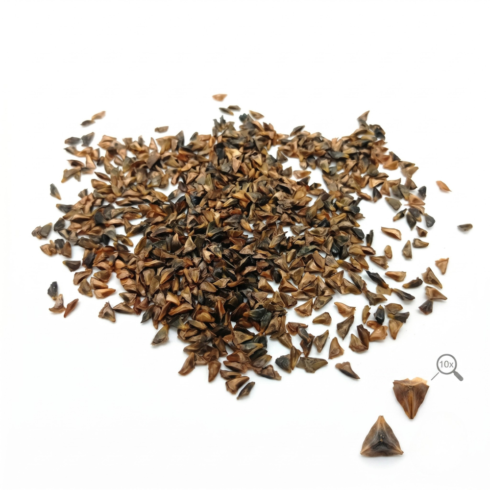 abies_balsamea_seeds