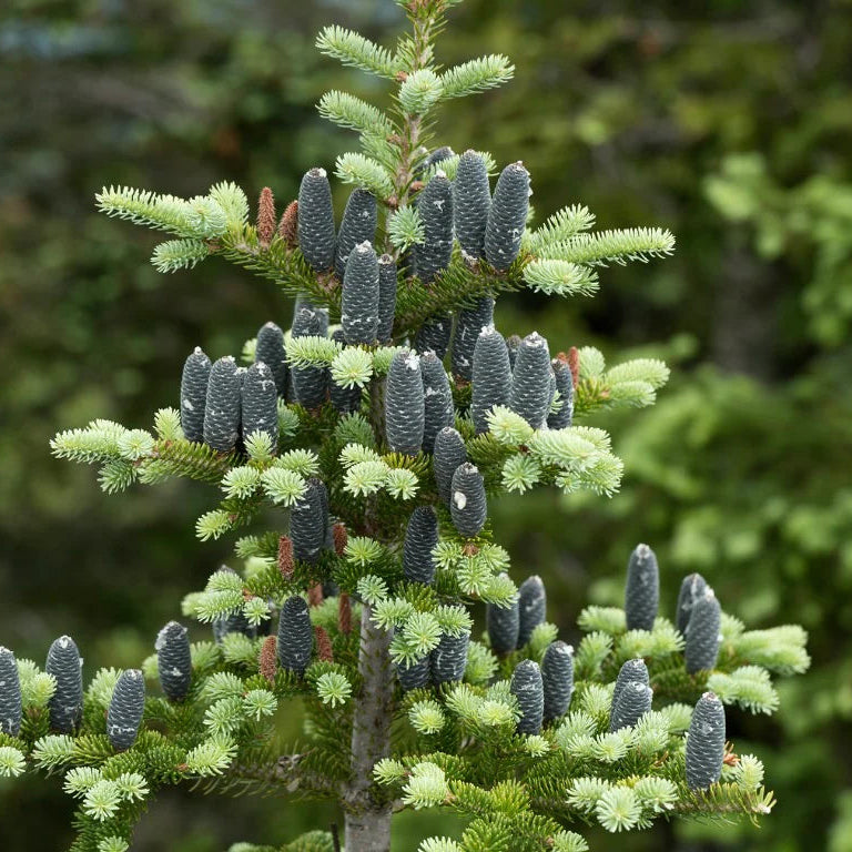 abies_balsamea_seeds