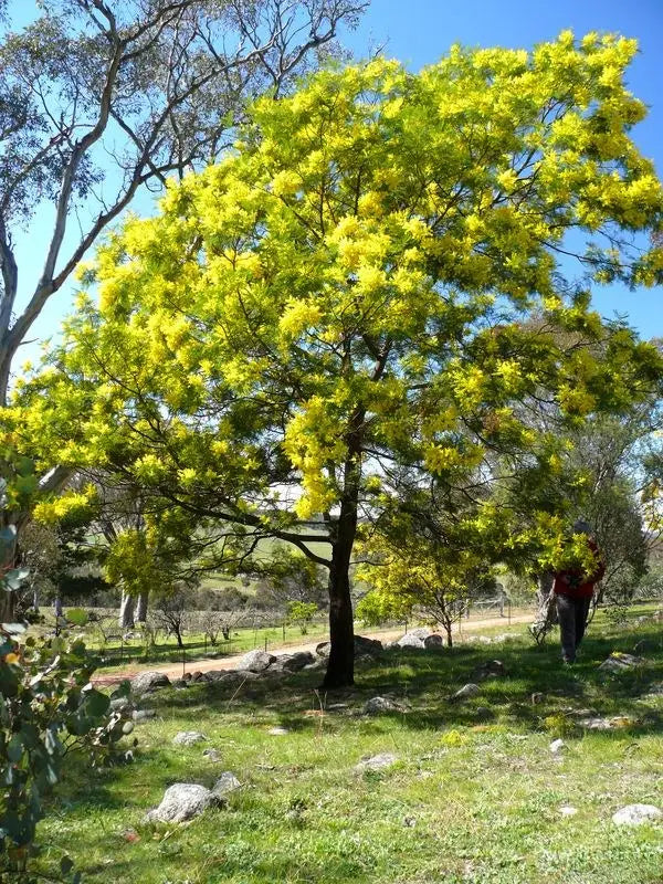 10 Semi di Acacia Decurrens Early Black Wattle - Semi Freschi, Alta Germinabilità, No-GMO