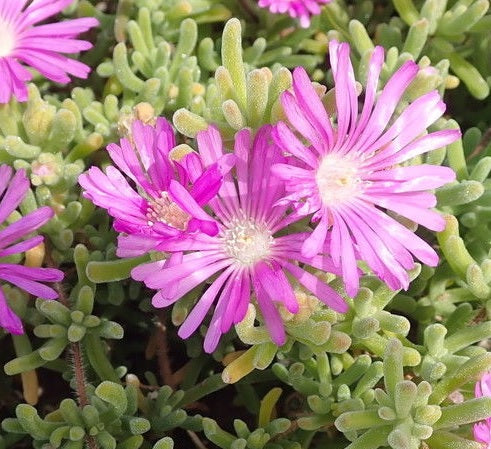 10 Semi di Drosantemo Ispido (drosanthemum Hispidum) - Semi Freschi, Alta Germinabilità, No-GMO