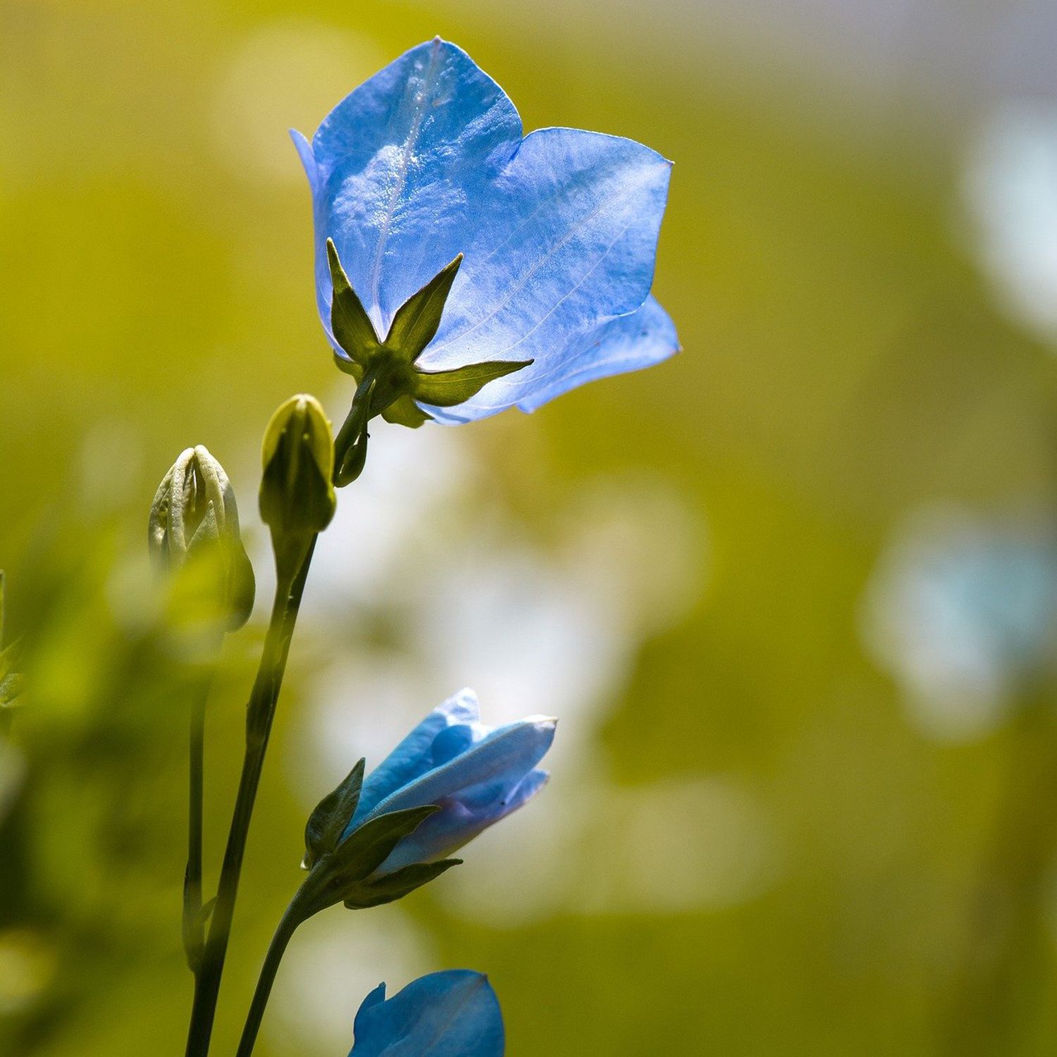 10 Semi di Campanula Carpatica Bleu - Semi Freschi, Alta Germinabilità, No-GMO