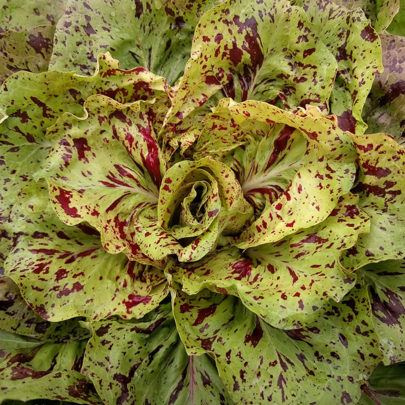 450 Semi di Cicoria Variegata Di Castelfranco - Semi Freschi, Alta Germinabilità, No-GMO