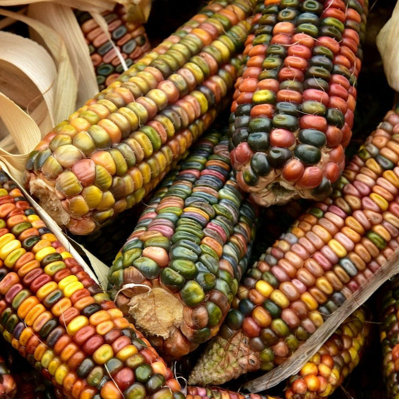 10 Semi di Mais Ornamentale In Mix - Semi Freschi, Alta Germinabilità, No-GMO