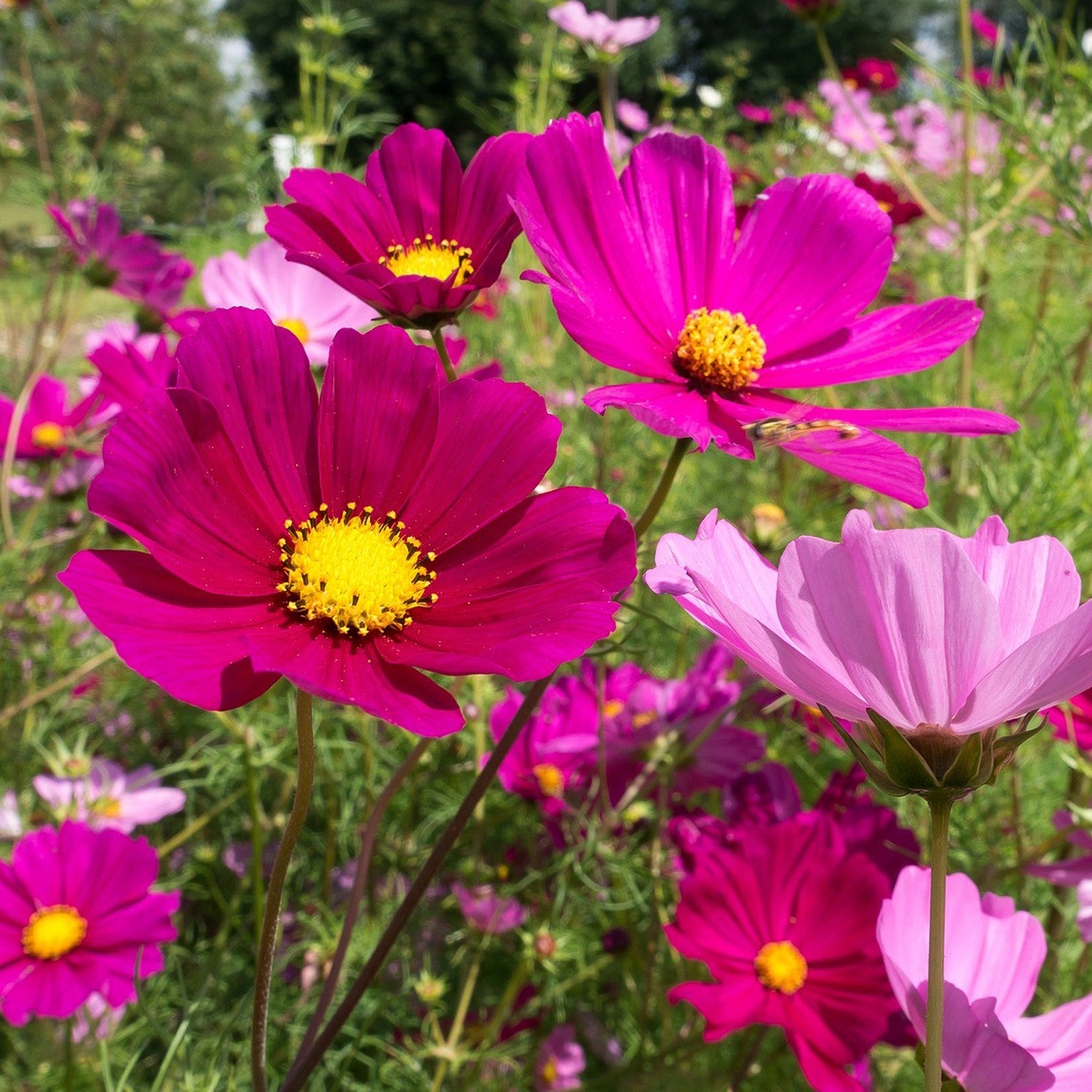 10 Semi di Cosmea Mix - Semi Freschi, Alta Germinabilità, No-GMO