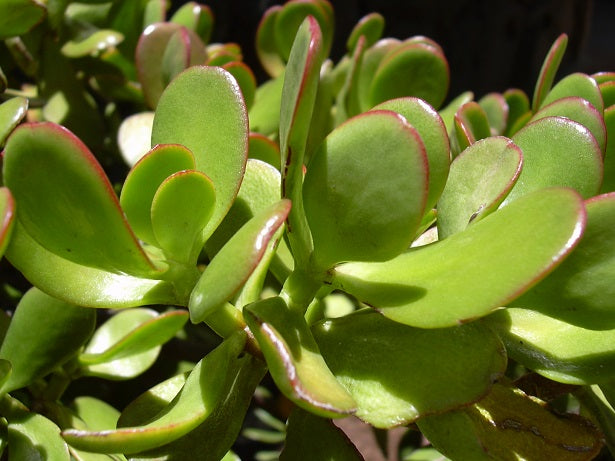 35 Semi di Pianta Di Giada (crassula Cultrata) - Semi Freschi, Alta Germinabilità, No-GMO