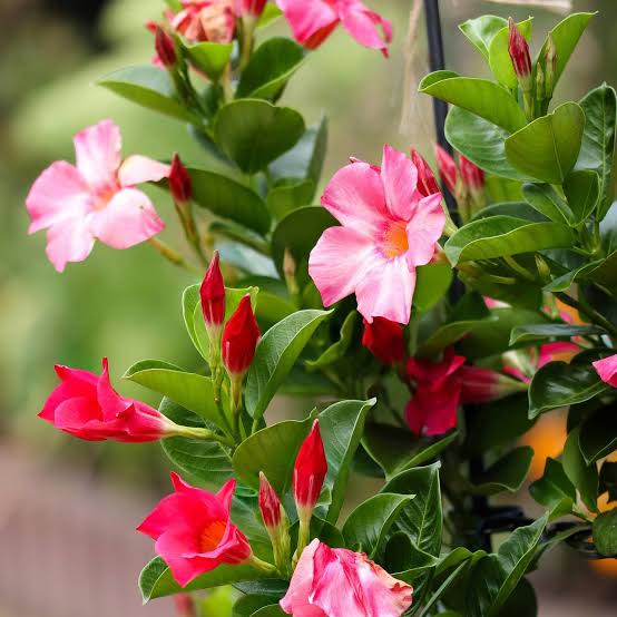 10 Semi di Miscuglio Di Fiori Rampicanti - Semi Freschi, Alta Germinabilità, No-GMO