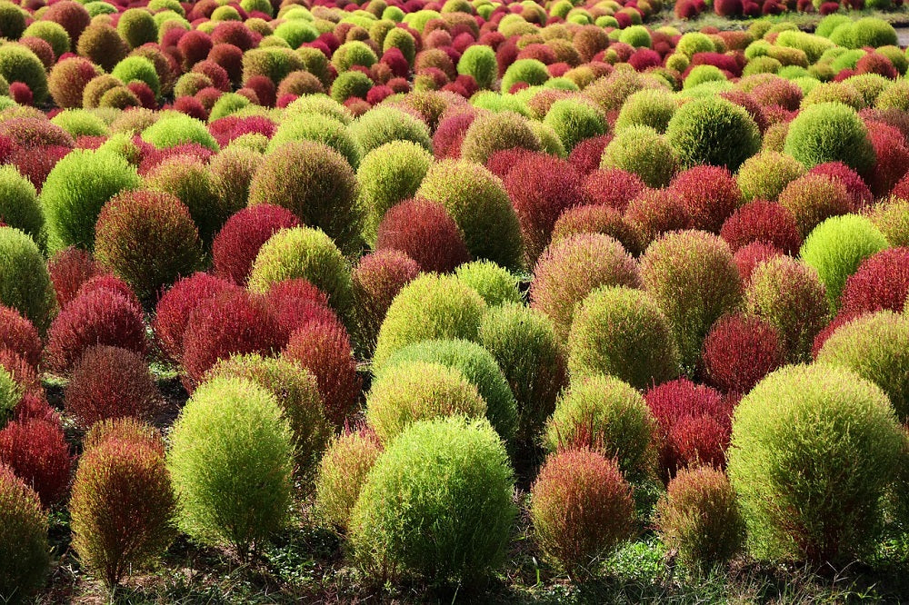 10 Semi di Kokia - Semi Freschi, Alta Germinabilità, No-GMO