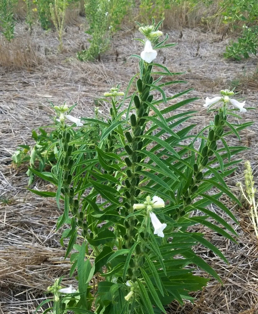 10 Semi di Sesamo - Semi Freschi, Alta Germinabilità, No-GMO