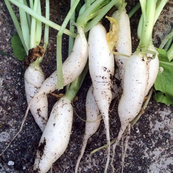 10 Semi di Ravanello White Icicle - Semi Freschi, Alta Germinabilità, No-GMO
