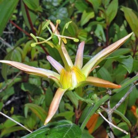 10 Semi di Passiflora Herbertiana - Semi Freschi, Alta Germinabilità, No-GMO