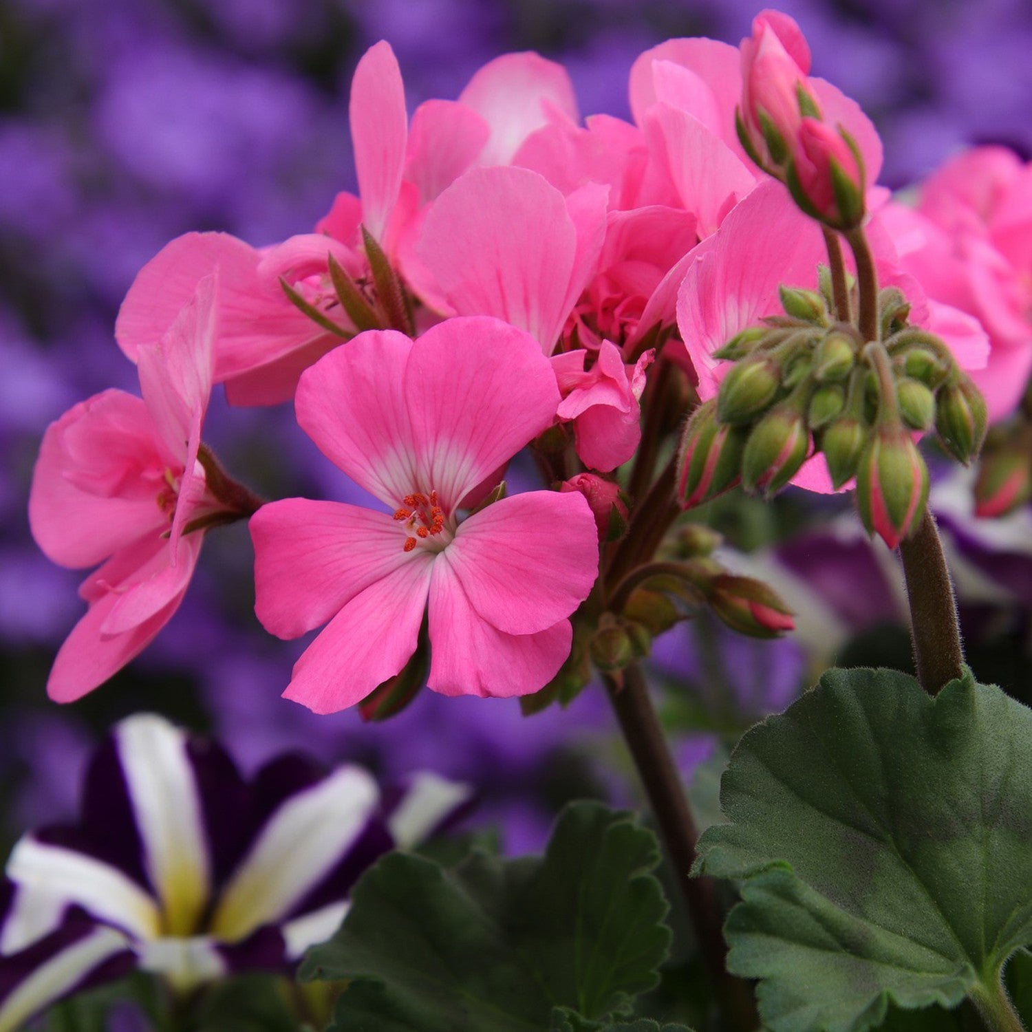 10 Semi di Geranio A Grandi Fiori In Mix - Semi Freschi, Alta Germinabilità, No-GMO