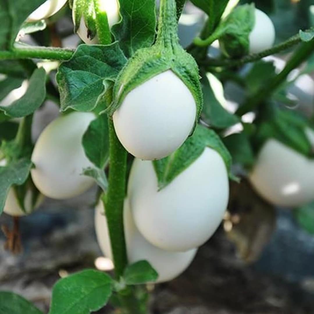 10 Semi di Melanzana Bianca Thai - Semi Freschi, Alta Germinabilità, No-GMO