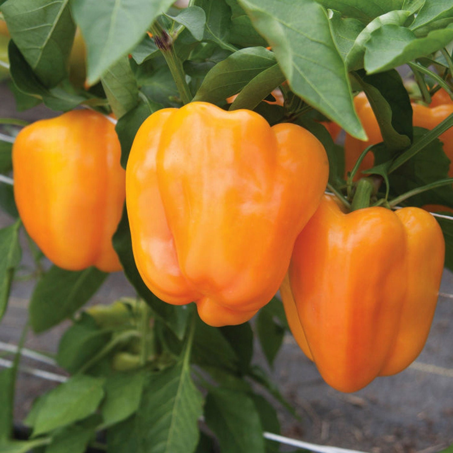 10 Semi di Peperone Dolce Arancio Precoce - Semi Freschi, Alta Germinabilità, No-GMO