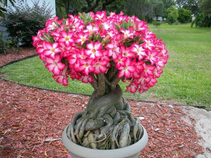 5 Semi di Adenium Obesum (rosa Del Deserto) - Semi Freschi, Alta Germinabilità, No-GMO