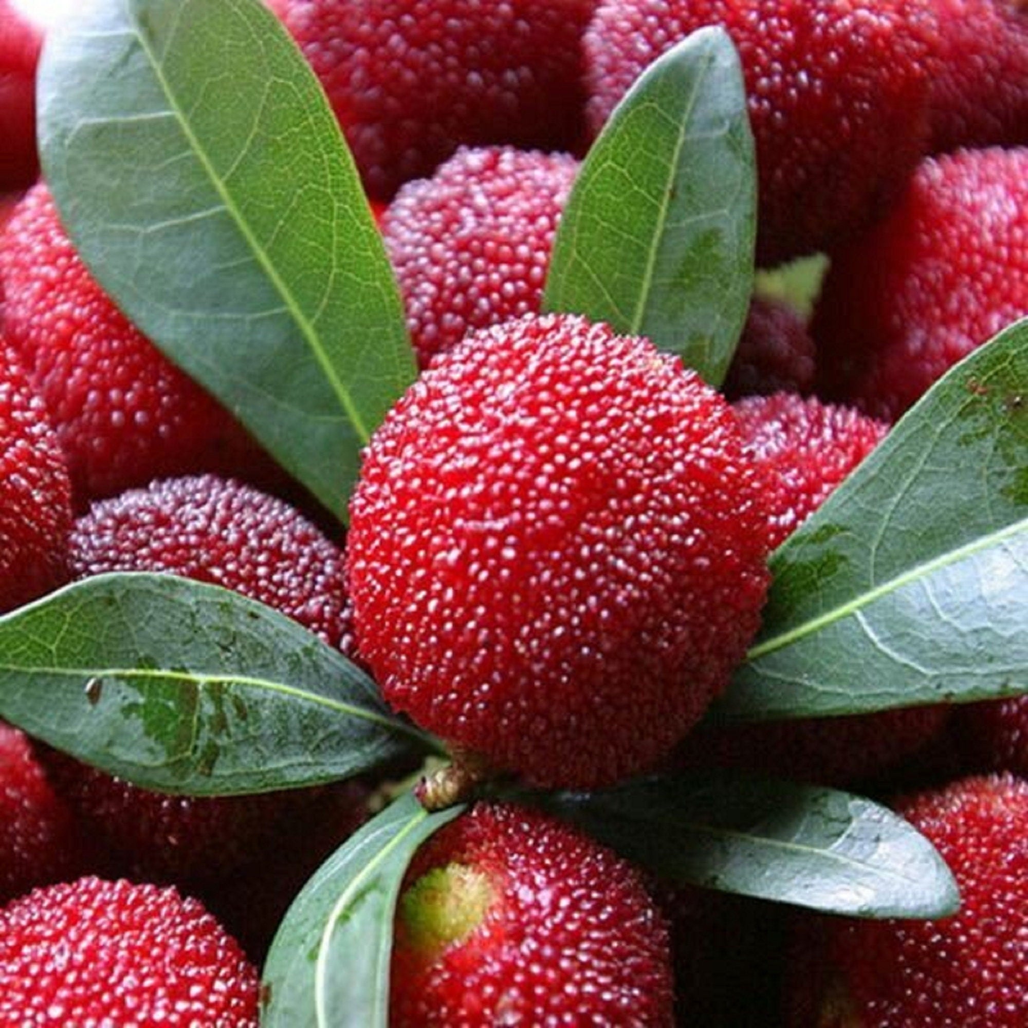 2 Semi di Bayberry Cinese - Semi Freschi, Alta Germinabilità, No-GMO