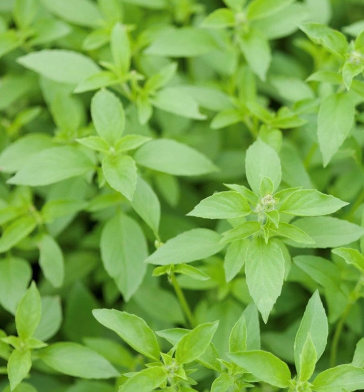 10 Semi di Basilico Limone - Semi Freschi, Alta Germinabilità, No-GMO