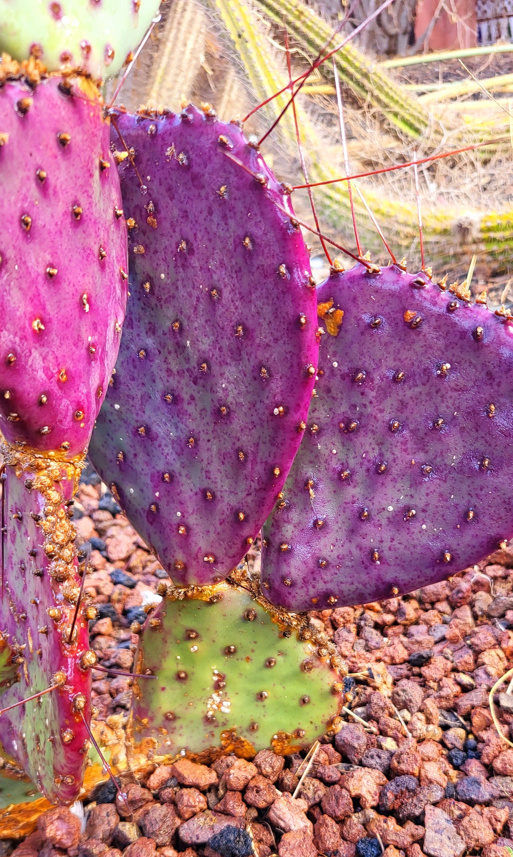 10 Semi di Fico D'india Santarita (opuntia Santarita) - Semi Freschi, Alta Germinabilità, No-GMO