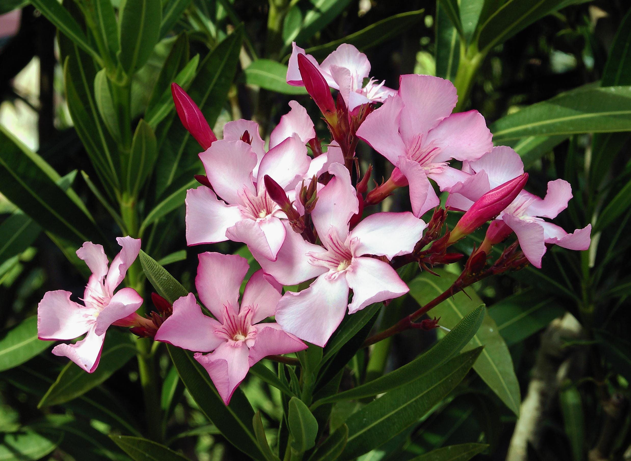10 Semi di Oleandro (nerium Oleander) - Semi Freschi, Alta Germinabilità, No-GMO