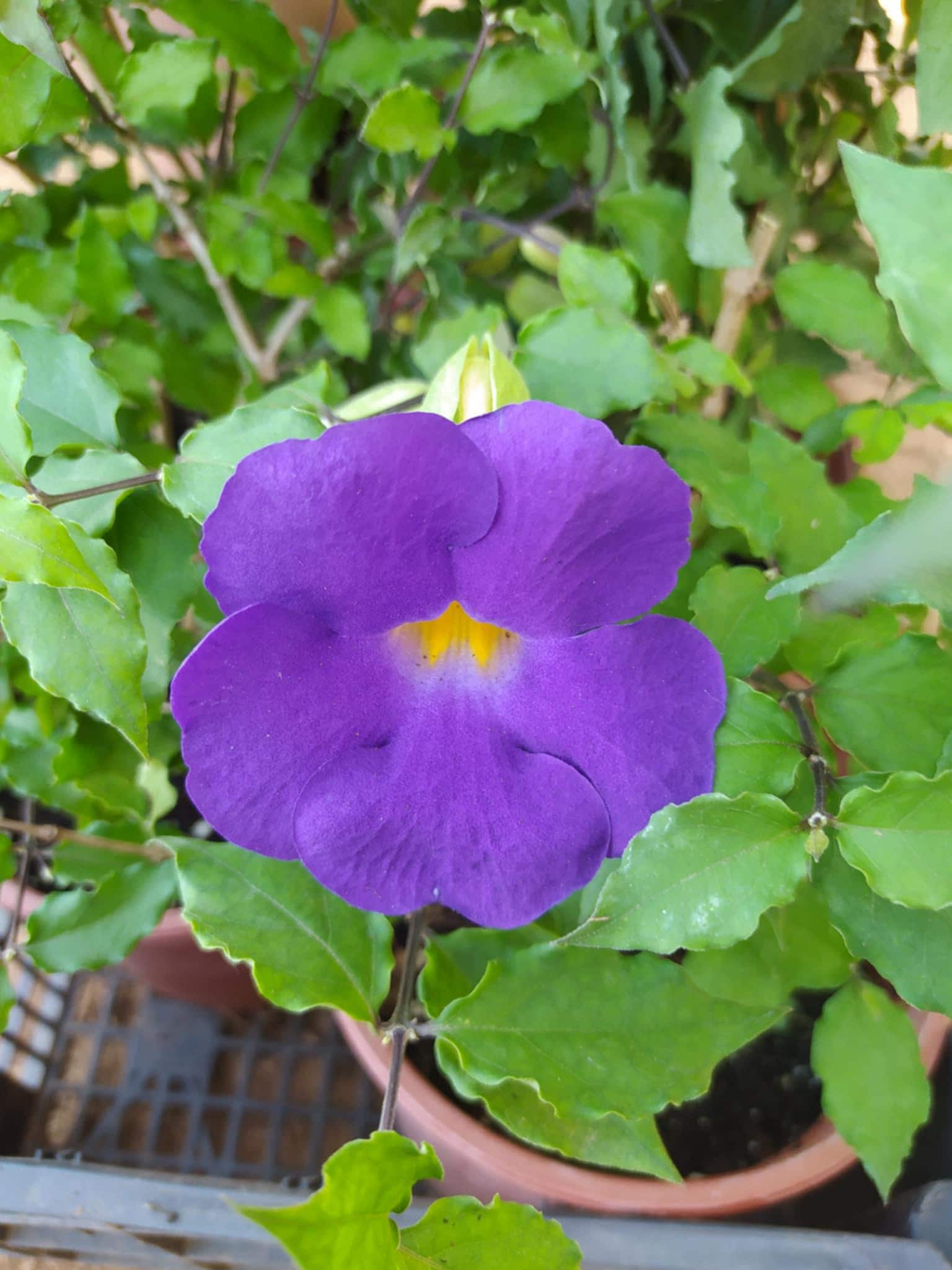 30 Semi di Thunbergia Fragrans - Semi Freschi, Alta Germinabilità, No-GMO
